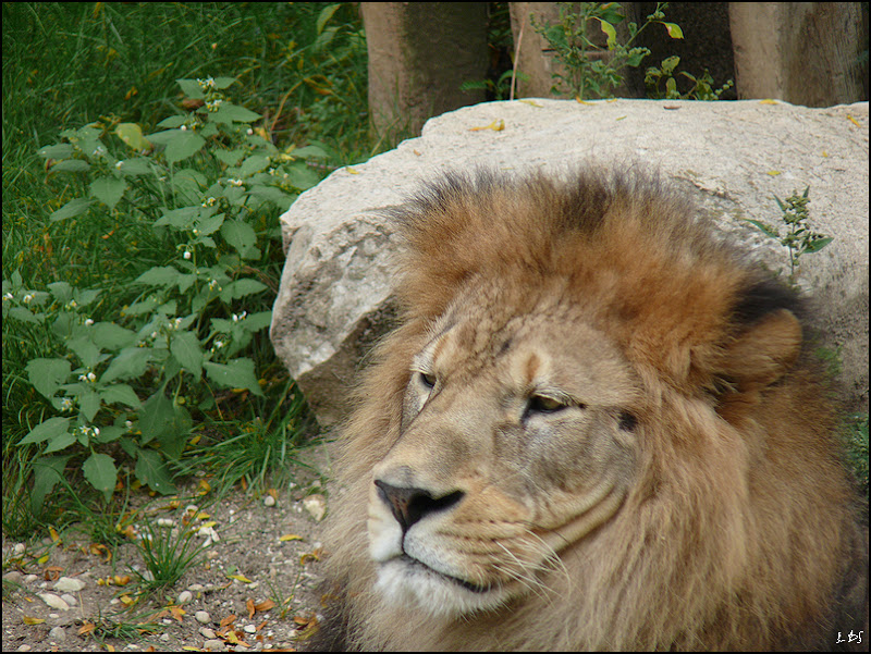 L'éveil du Lion 20090927_07_lion_TCon17_P1140588