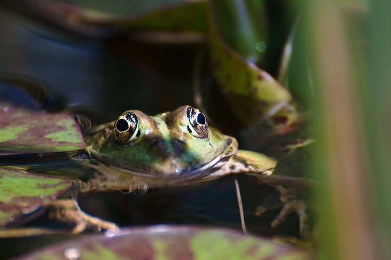 Vous préférez les cuisses ?... 20100613_03_Grenouille_3_DSC_0882