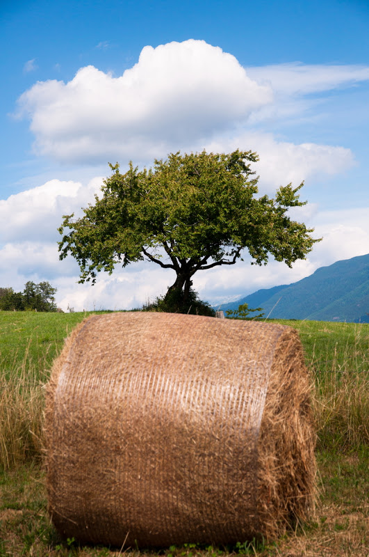 jeu(x) d'arbre(s)... 20100725_09_meule_arbre_DSC_2557