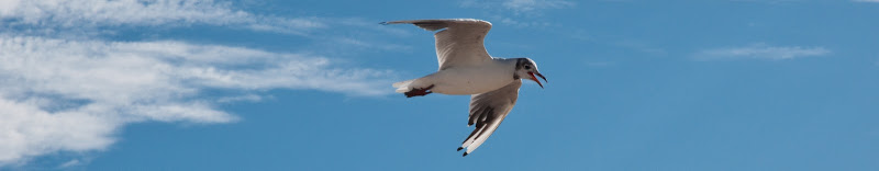 Photos du 13 août 2010   20100806_33_mouette_DSC_4481