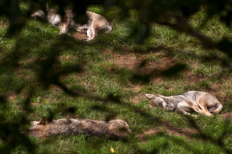 Loups... 20100829_03_Loups_DSC1890