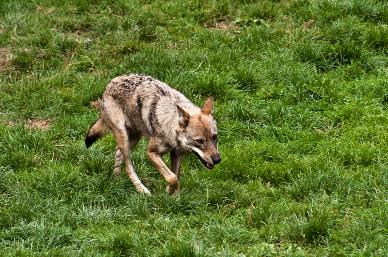 Loups... 20100829_05_Loups_DSC2391