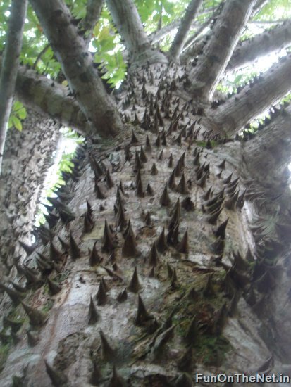 اخطر شجرة في العالم Thorny-trees-005