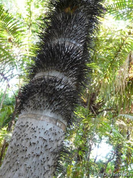 اخطر شجرة في العالم Thorny-trees-006