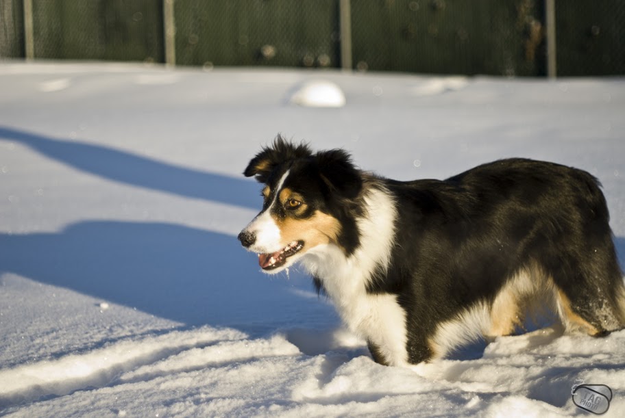 Border Collie _SDA0562