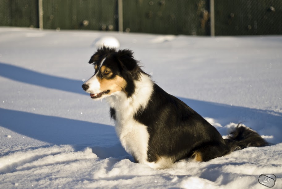 Border Collie _SDA0567