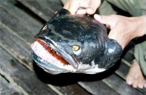 Ikan-ikan Paling Buas dan Menakutkan di Muka Bumi Ikan-buas-snakehead-15