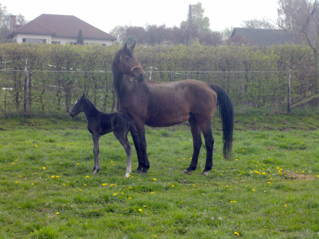 pouliche noire lusitano-dressage Ew%20035