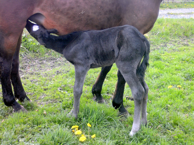 pouliche noire lusitano-dressage Ew%20054