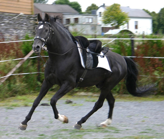 pouliche noire lusitano-dressage Jano%20mont%C3%A9%20023