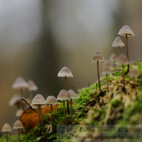 Fairling VS Kikyo Leaf Automne-photographier-mousse-champignon-foret