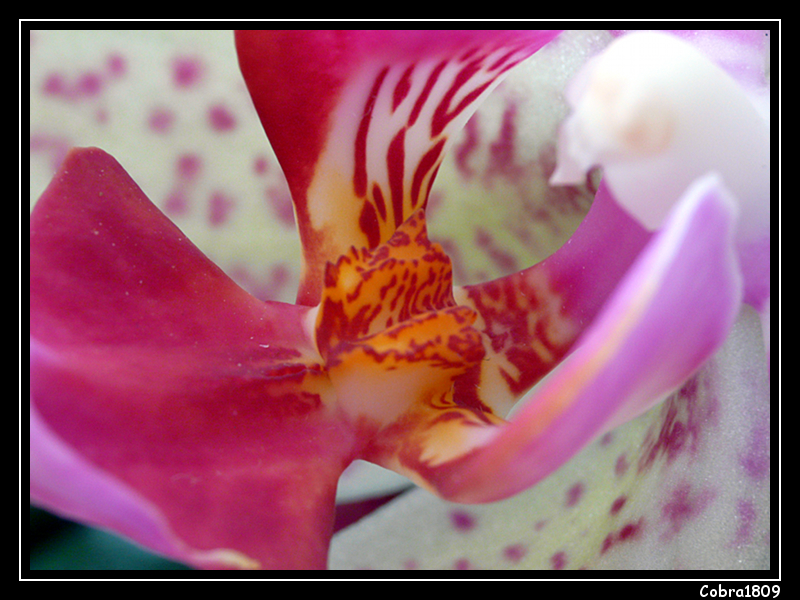 Et puis des Orchidées Orchid%C3%A9-3