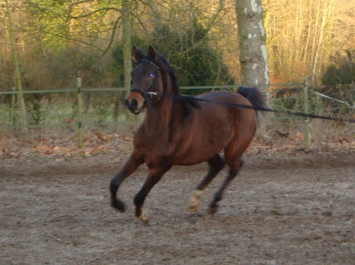 Vds mâle arabe bai 2007 (Psytadel x AS Navayah) DSC02183b