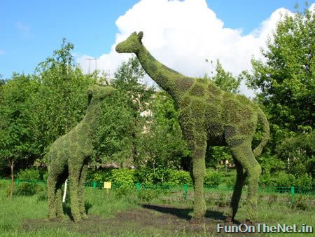 ادخل ولن تندم صور A96735_giraffe-grass