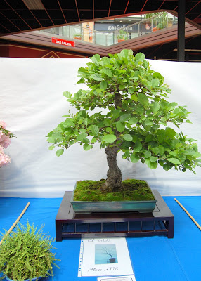 V Exposición de Bonsai y Suiseki Ciudad de Santiago - Página 3 DSC_0275