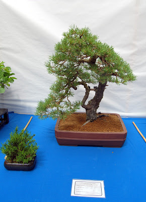 V Exposición de Bonsai y Suiseki Ciudad de Santiago - Página 3 DSC_0276