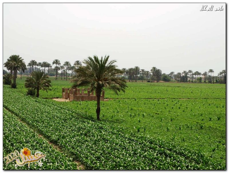 صور من الريف المصري ....  %D8%A7%D9%84%D9%82%D8%A7%D9%87%D8%B1%D8%A92010%D9%85%20704