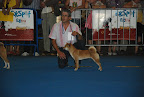 Concursos Caninos - Pgina 3 2009-10-04%20-%20Concurso%20Barcelona%20y%20Montjuic%20147