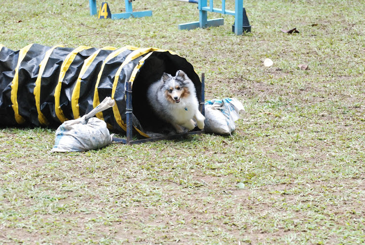 Fotos do VI Match Funny Dogs DSC_0305