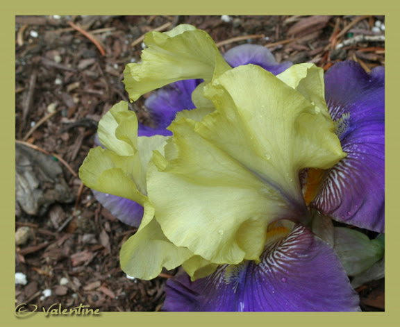 Iris germanica Jurassic Park IrisGermJurassicPark10%2006%2005_10RM