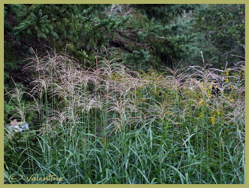 Miscanthus Huron Blush GramMiscanthusHuronBlush100905_00RM