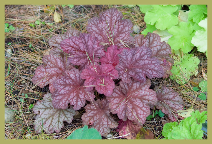 Heuchera Berry Smoothie HeucheraBerrySmoothie100926_1RM