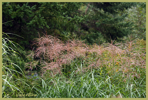 Miscanthus Huron Blush GramMiscanthusHuronBlush100912_26RM