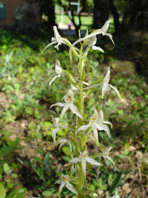 [Ophrys apifera]&[Platanthera bifolia] Orchidees DSC02919