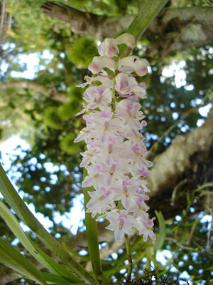 Orchidees thailandaises... DSC02841