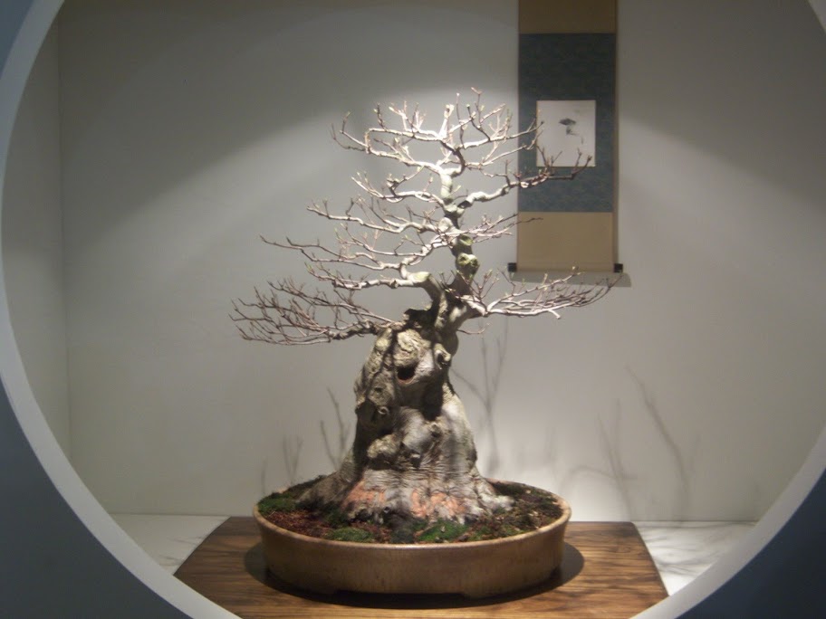 Philadelphia Flower Show Bonsai '09 Philadelphia%20flower%20show%20181