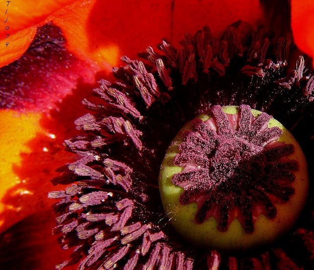 gentil coquelicot mesdames....... P1040505%201