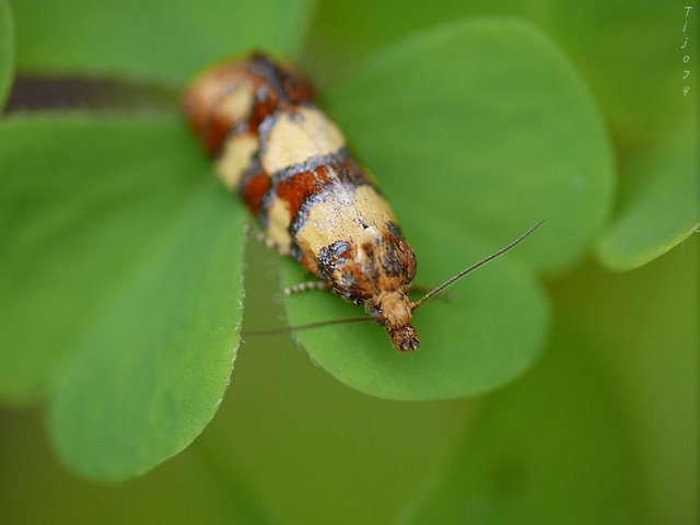 petits insectes inconnus P1140207%201