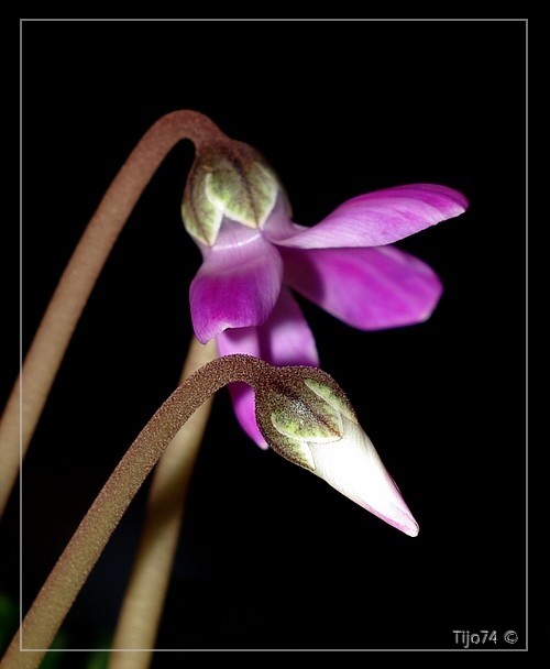 cyclamen au 50mm IMGP2233%202