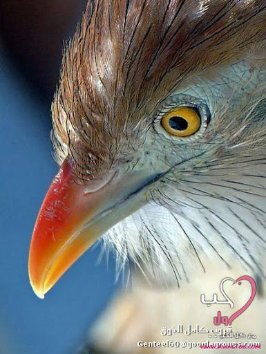 06  الطيور الاكثر جمالا في العالم Image017