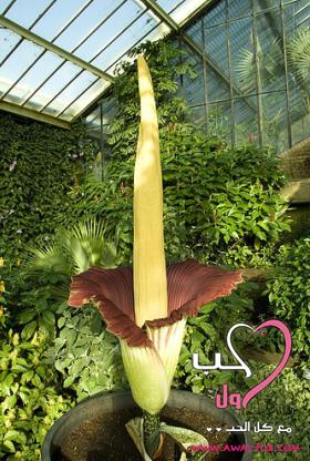 زهره لا تتفتح الا كل 6سنوات...!!!!!!!!!!!!  TitanArum