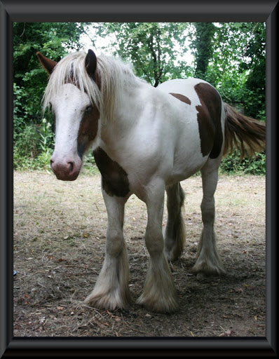 Visite aux Chevaux de Tan! 33