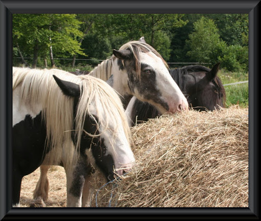 Visite aux Chevaux de Tan! 13