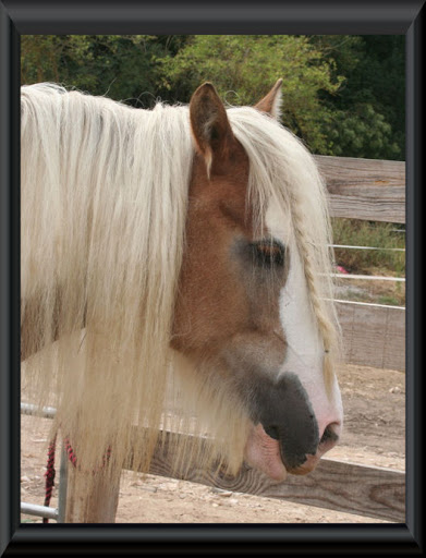 Visite aux Chevaux de Tan! 7