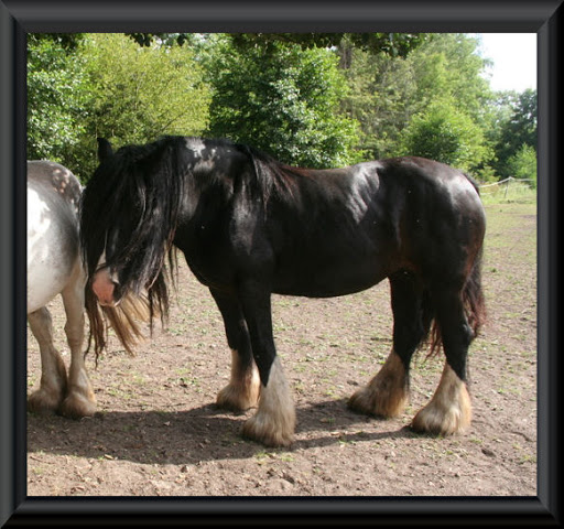 Visite aux Chevaux de Tan! 52