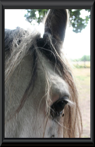 Visite aux Chevaux de Tan! 60