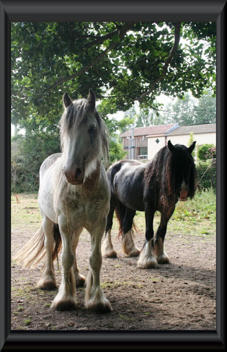 Visite aux Chevaux de Tan! 70