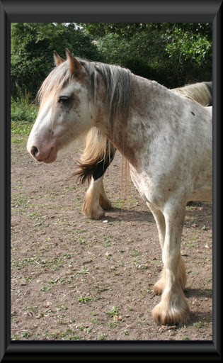 Visite aux Chevaux de Tan! 72