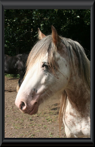 Visite aux Chevaux de Tan! 79