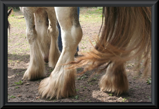 Visite aux Chevaux de Tan! 81