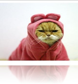 امراض القطط Angry-cat-in-pink-rabbit-costume-1%5B8%5D