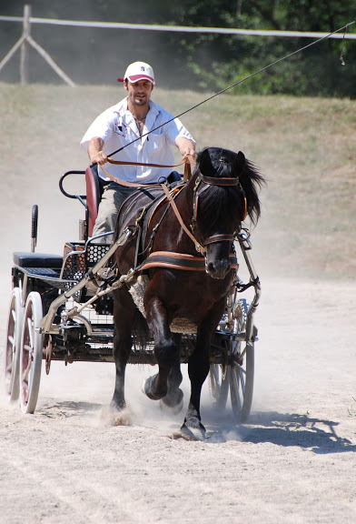 Ti'am du Grand Bosc Concours%20%C3%A9talons%20-%20LaBbastide%20de%20Serou%20%28142%29