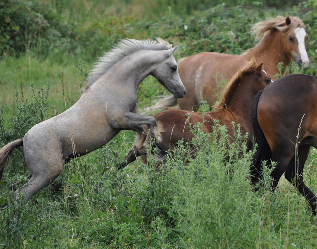 Poneys "Welsh A" (et K) - Page 2 DSC_0020