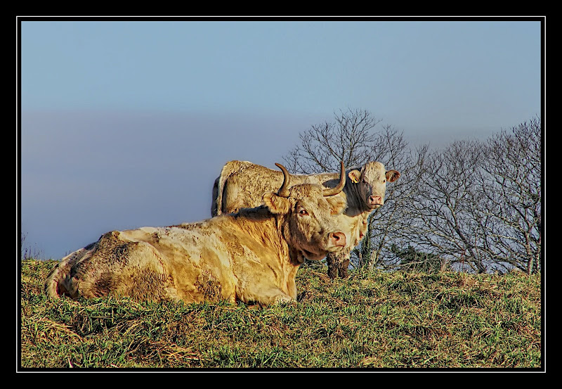 Photos du 14 Fevrier 2009 Vache_1