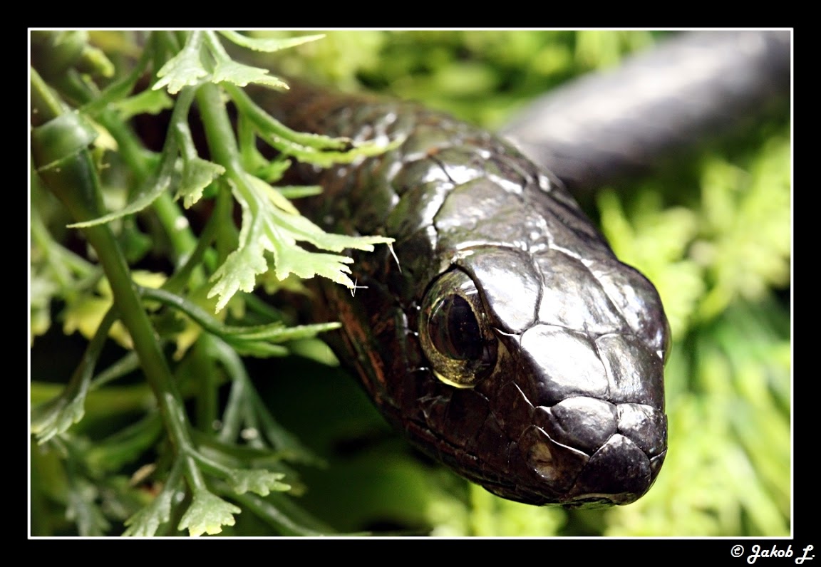 Another Photothread of Peter Zürcher´s great Zoo Boomslang