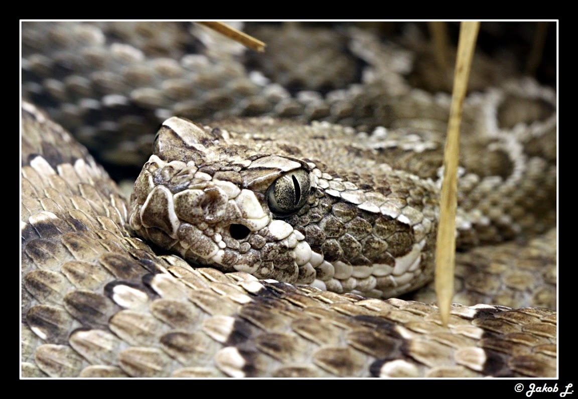 Another Photothread of Peter Zürcher´s great Zoo Crotalus%20irgendwas